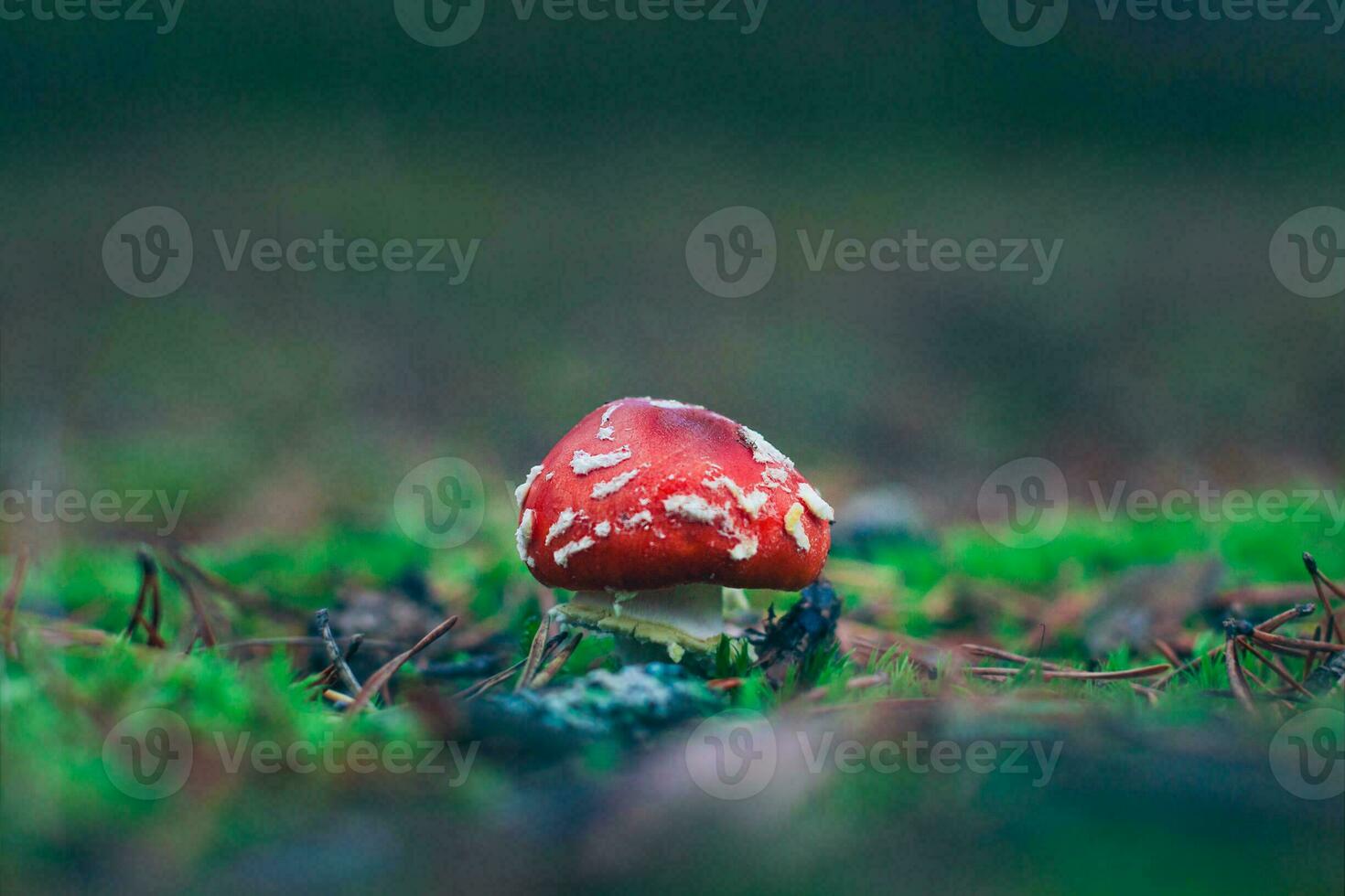 Young Amanita Muscaria, Known as the Fly Agaric or Fly Amanita. Healing and Medicinal Mushroom with Red Cap Growing in Forest. Can Be Used for Micro Dosing, Spiritual Practices and Shaman Rituals photo