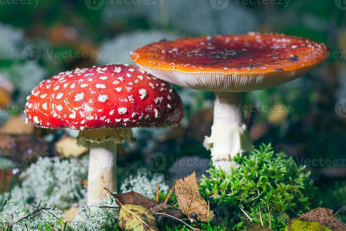 Mature Amanita Muscaria, Known as the Fly Agaric or Fly Amanita. Healing and Medicinal Mushroom with Red Cap Growing in Forest. Can Be Used for Micro Dosing, Spiritual Practices and Shaman Rituals photo
