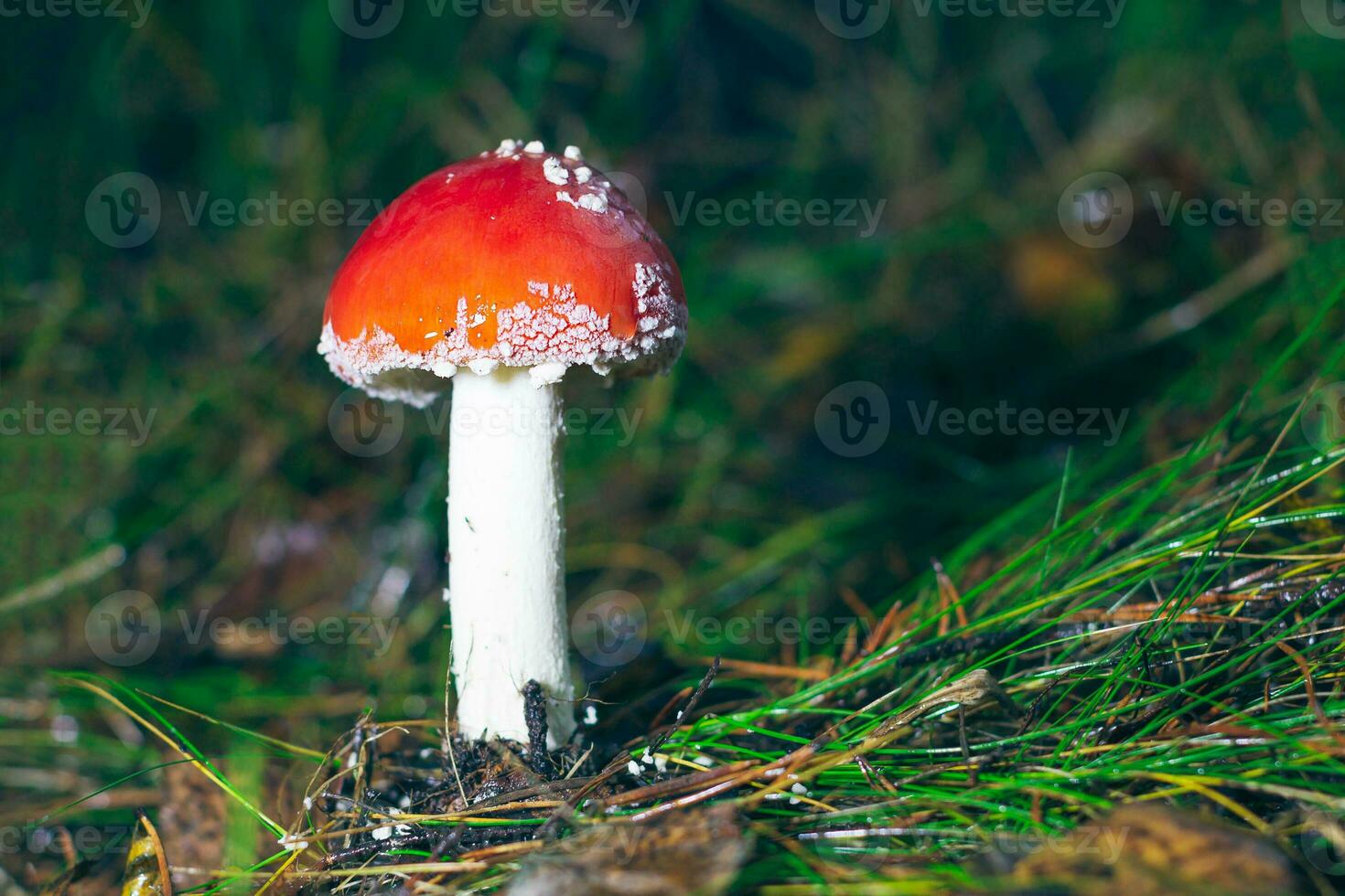 Young Amanita Muscaria, Known as the Fly Agaric or Fly Amanita. Healing and Medicinal Mushroom with Red Cap Growing in Forest. Can Be Used for Micro Dosing, Spiritual Practices and Shaman Rituals photo