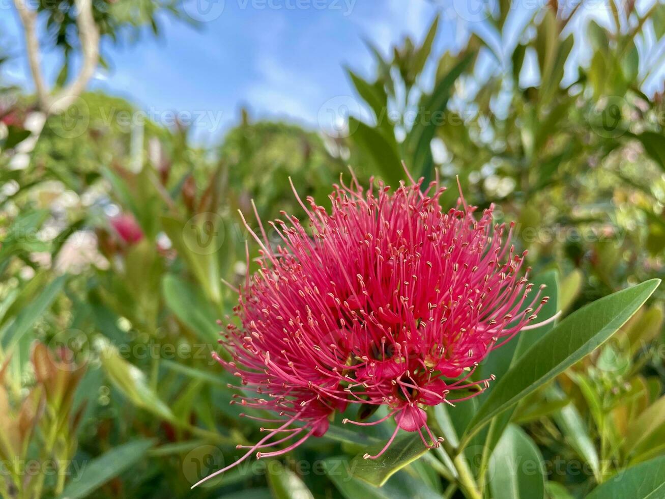 Close-up of Flowering Plant with Fresh Green Foliage, Red Golden Penda Xanthostemon chrysanthus blossom blooming on branch with green nature blurred background photo
