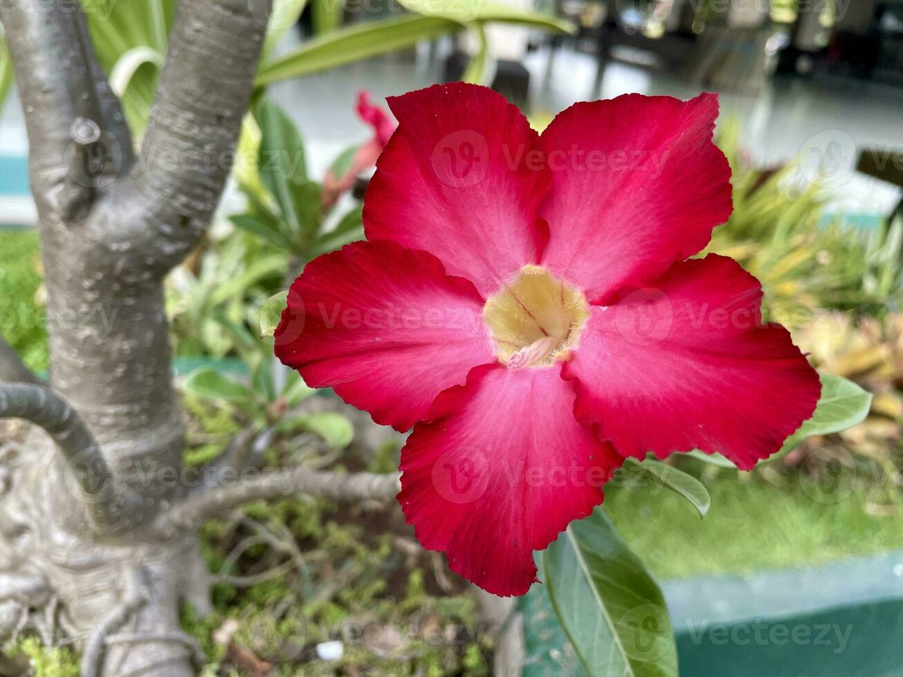 Japanese frangipani or adenium Adenium obesum Red flower. photo