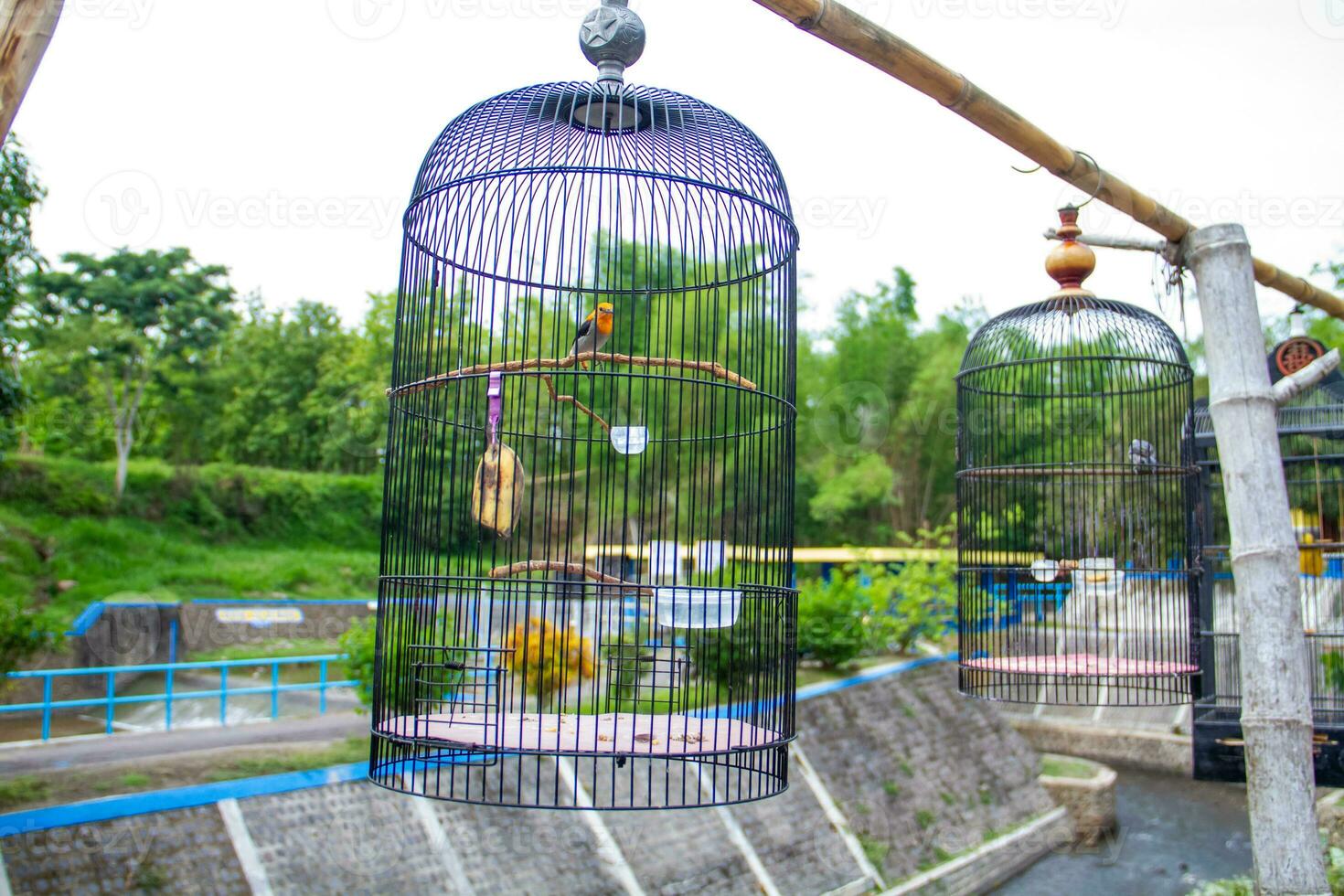 Portrait of a bird in a cage or cage. photo
