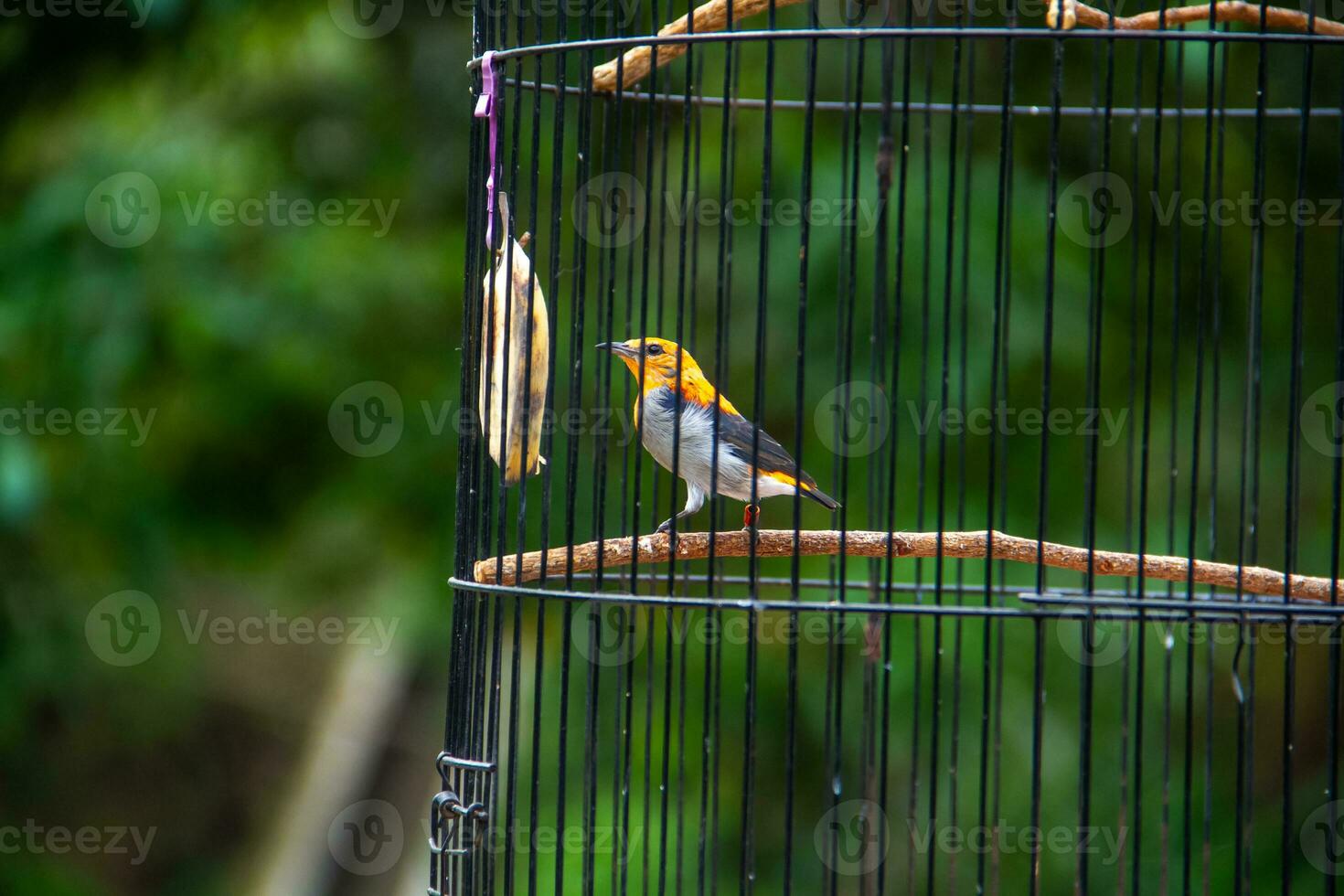 Portrait of a bird in a cage or cage. photo