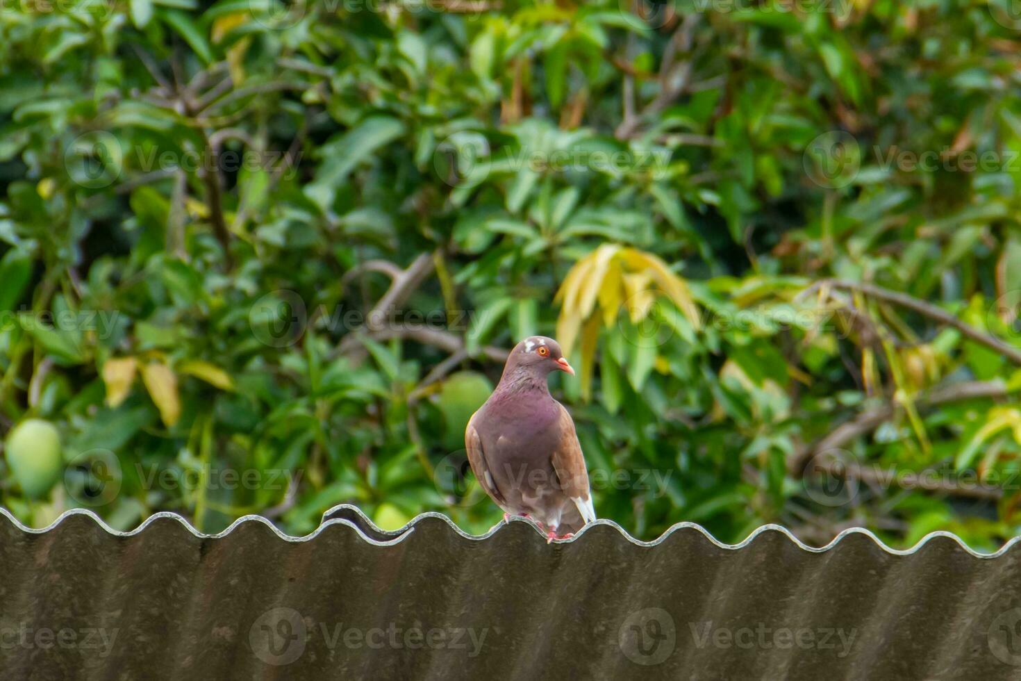 Pigeons and doves belong to the Columbidae family or dove-beaked birds from the Columbiformes order photo