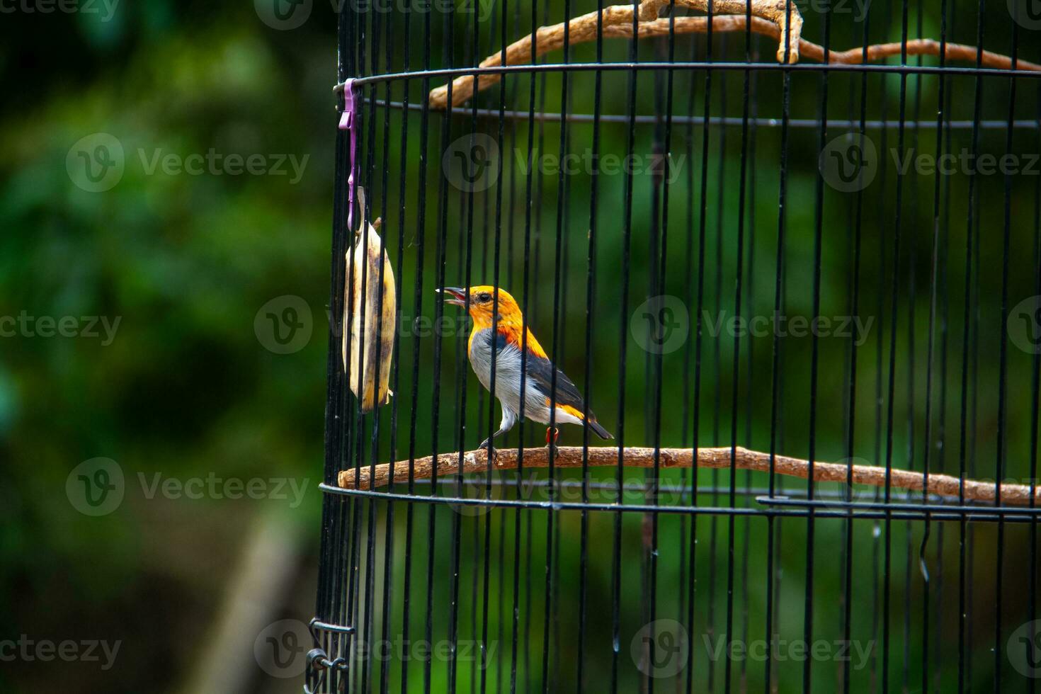 Portrait of a bird in a cage or cage. photo