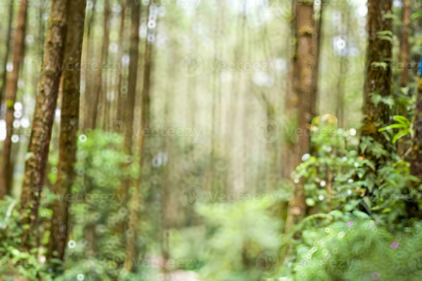 Abstract background of defocused green nature or trees. photo