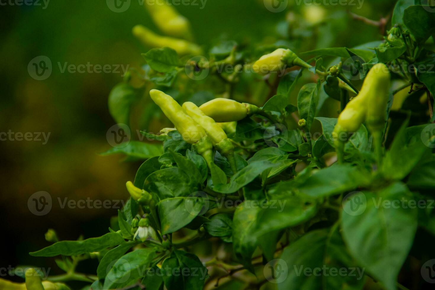 small chilies or cayenne peppers that are still on the tree. photo