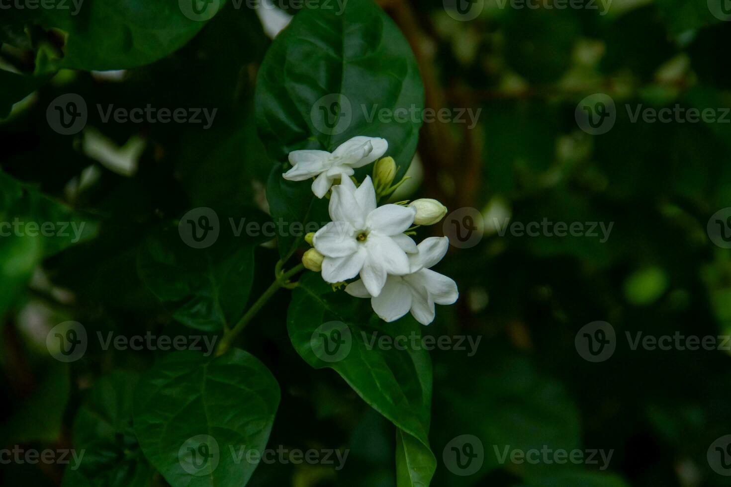 Jasmine is an ornamental flower plant in the form of a shrub with erect stems that lives for years. photo