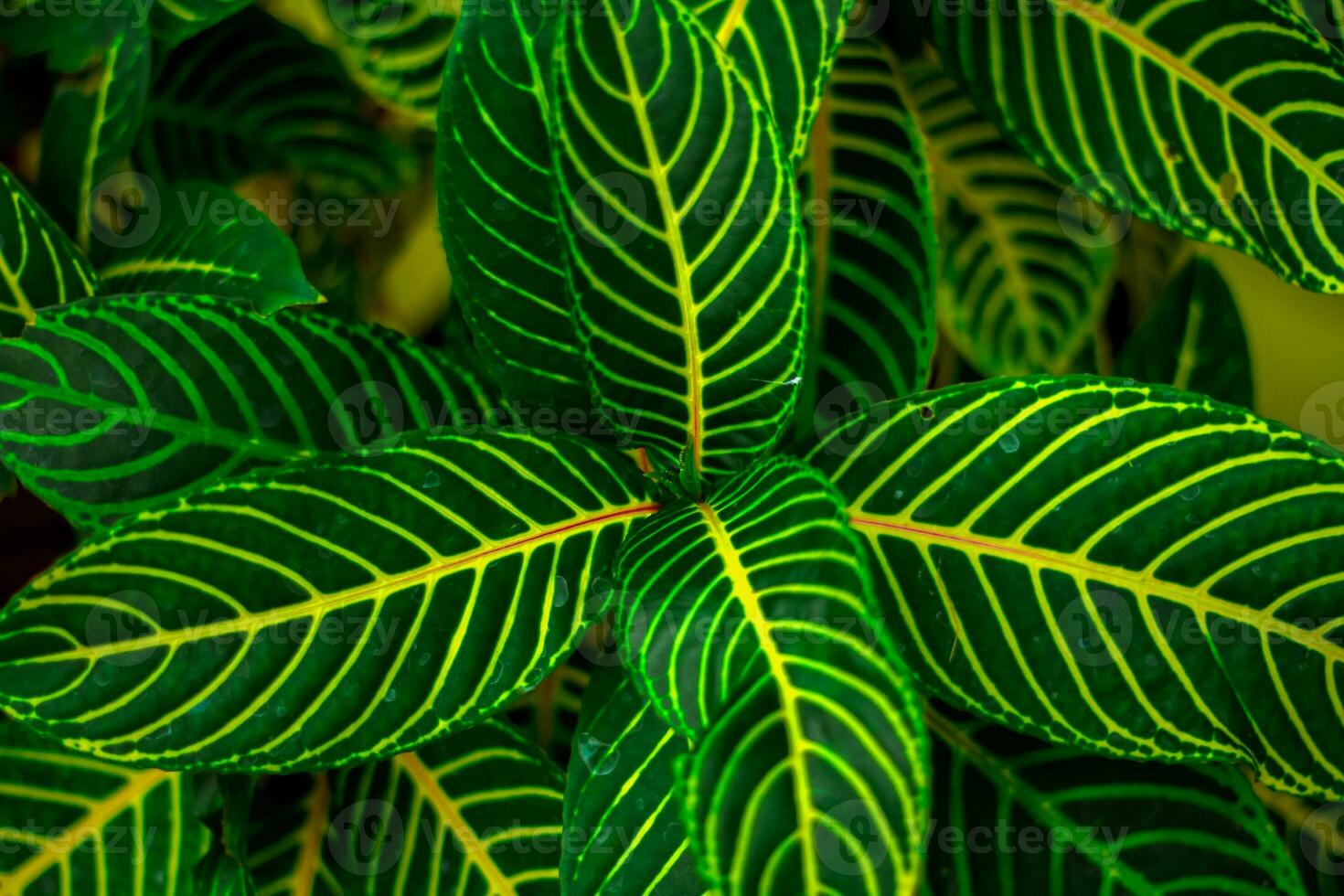Plants or weeds that grow in nature or forest. photo