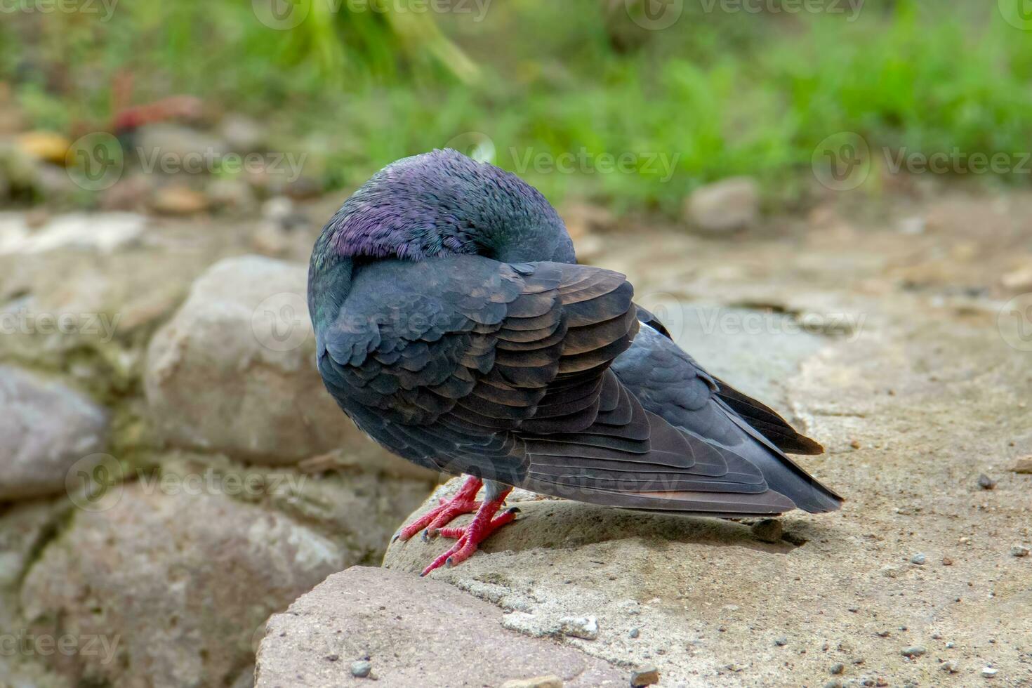 Pigeons and doves belong to the Columbidae family or dove-beaked birds from the Columbiformes order photo