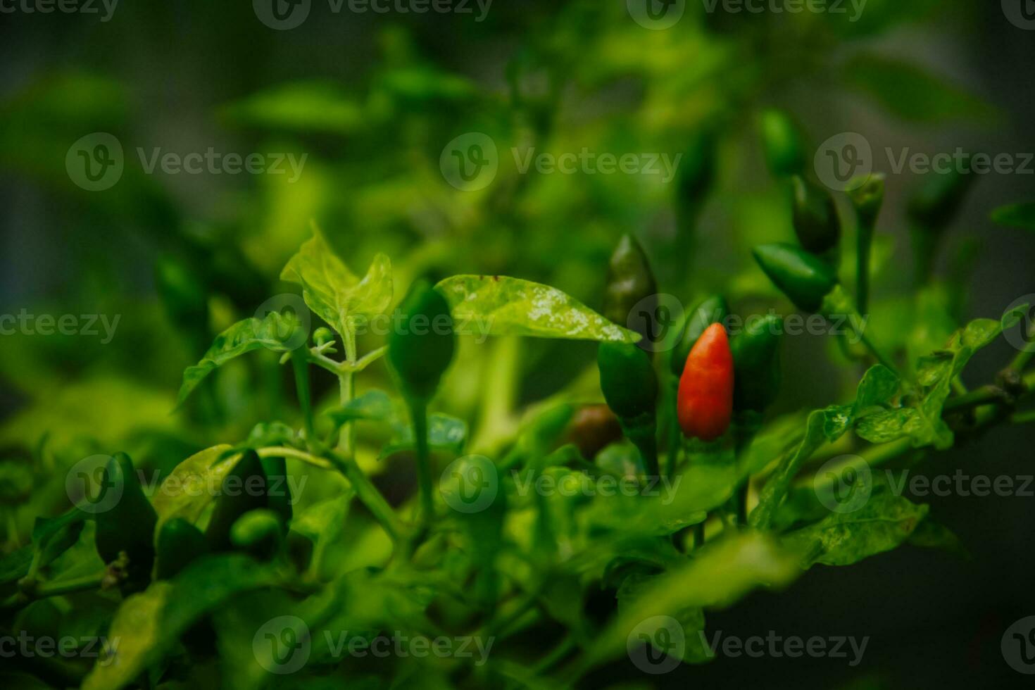 small chilies or cayenne peppers that are still on the tree. photo