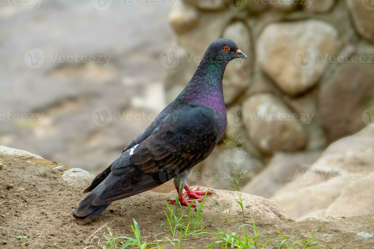 Pigeons and doves belong to the Columbidae family or dove-beaked birds from the Columbiformes order photo