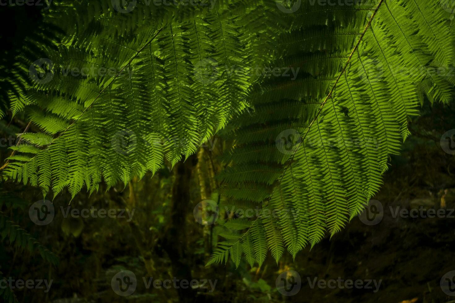 Beautiful leaves and flowers, beautiful and fresh photo