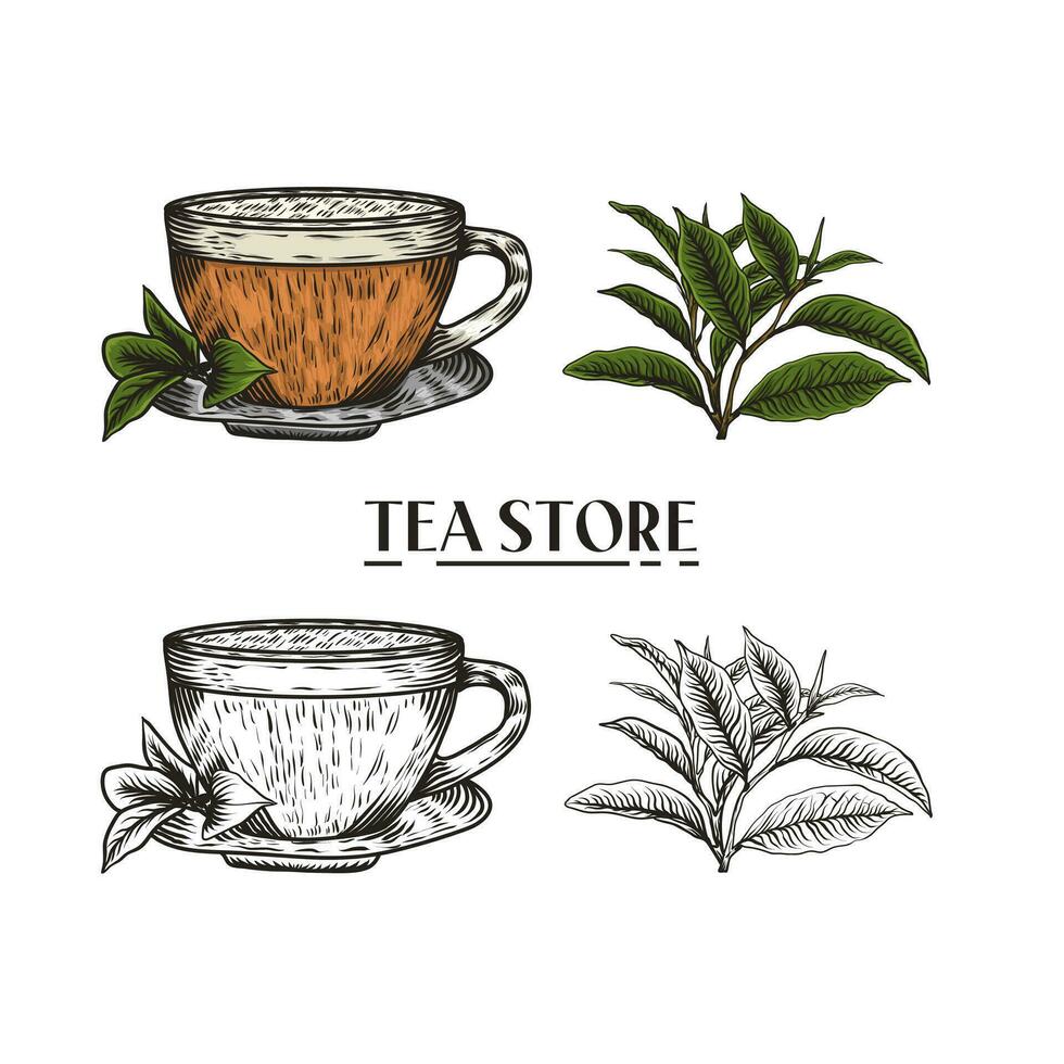 mano dibujado té taza y té hoja ilustración en grabado estilo para menú o cafetería. vector