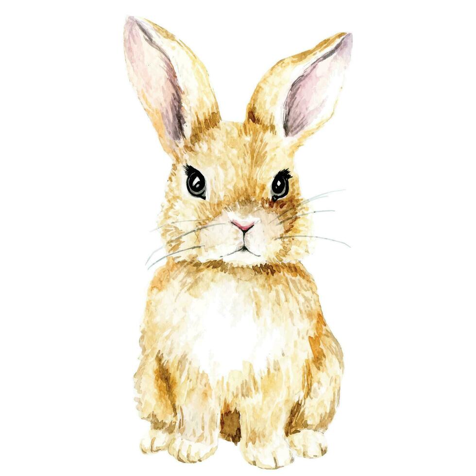 dibujo de acuarela. lindo conejo conejito de Pascua, liebre aislado en imágenes prediseñadas de fondo blanco. dibujo realista, ilustración dibujo acuarela. lindo conejo conejito de Pascua, liebre aislado sobre fondo blanco vector