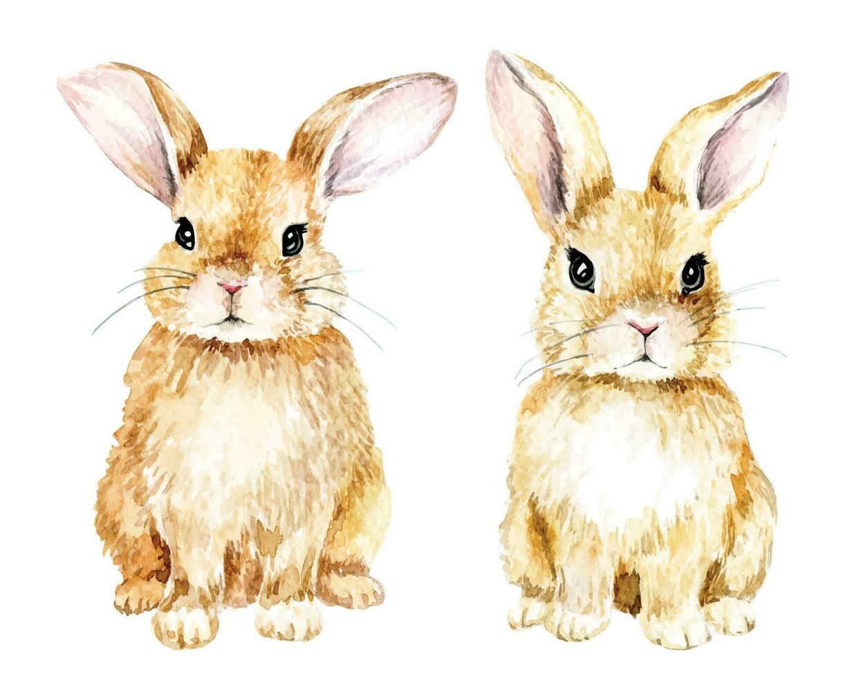 dibujo de acuarela. lindo conejo conejito de Pascua, liebre aislado en imágenes prediseñadas de fondo blanco. dibujo realista, ilustración dibujo acuarela. lindo conejo conejito de Pascua, liebre aislado sobre fondo blanco vector