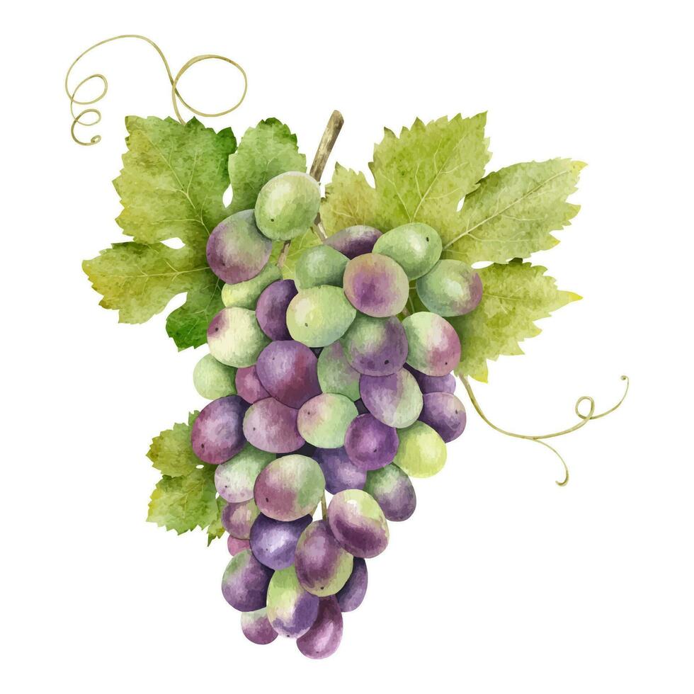 A bunch of red grapes with leaves. Grapevine. Isolated watercolor illustrations. For the design of labels of wine, grape juice and cosmetics, wedding cards, stationery, greetings cards vector