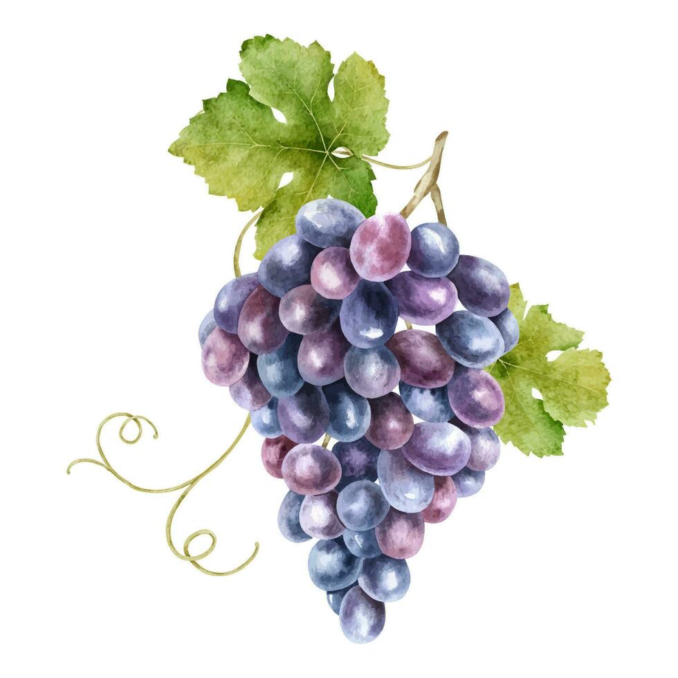 un manojo de rojo uvas con hojas. vid. aislado acuarela ilustraciones. para el diseño de etiquetas de vino, uva jugo y productos cosméticos, Boda tarjetas, papelería, saludos tarjetas vector