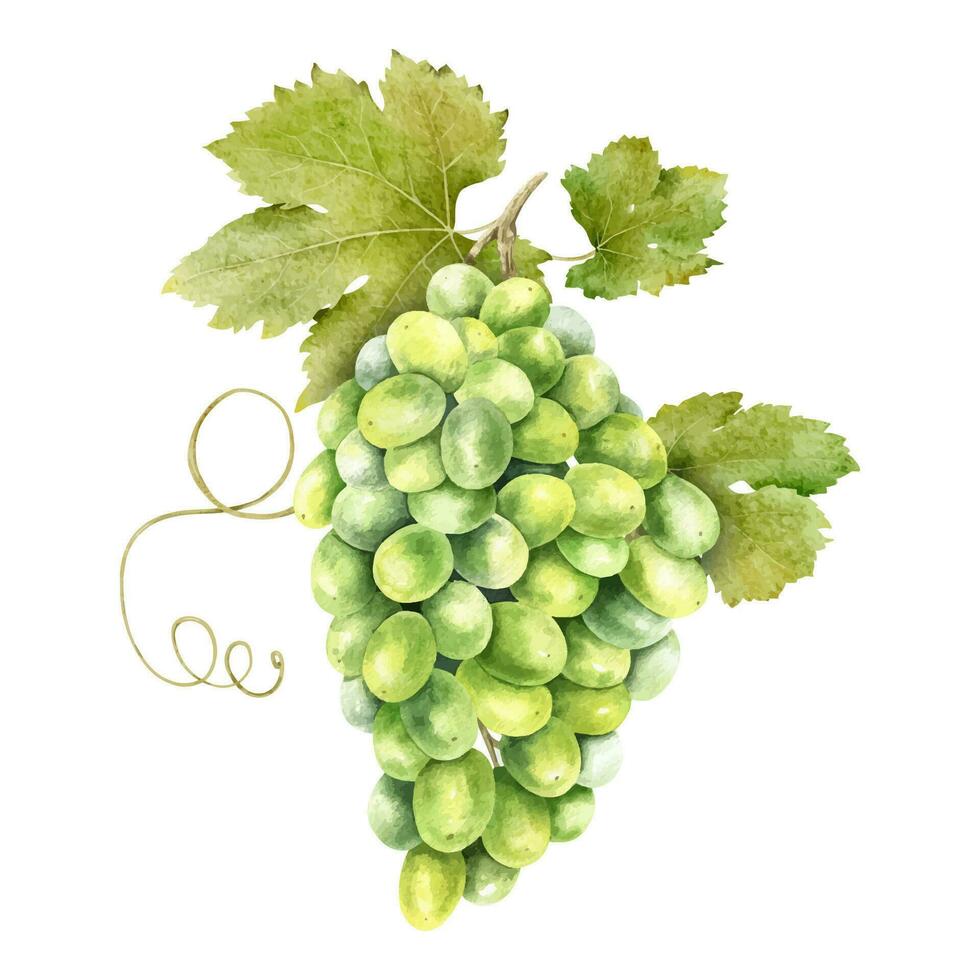 A bunch of green grapes with leaves. Grapevine. Isolated watercolor illustration. For the design of labels of wine, grape juice and cosmetics, wedding cards, stationery, greetings cards vector