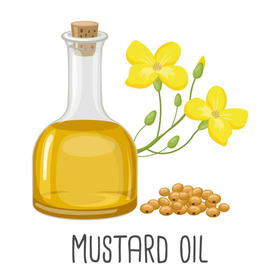 Mustard oil, seeds and mustard plant. Vegetable oil from mustard seeds. Illustration, vector