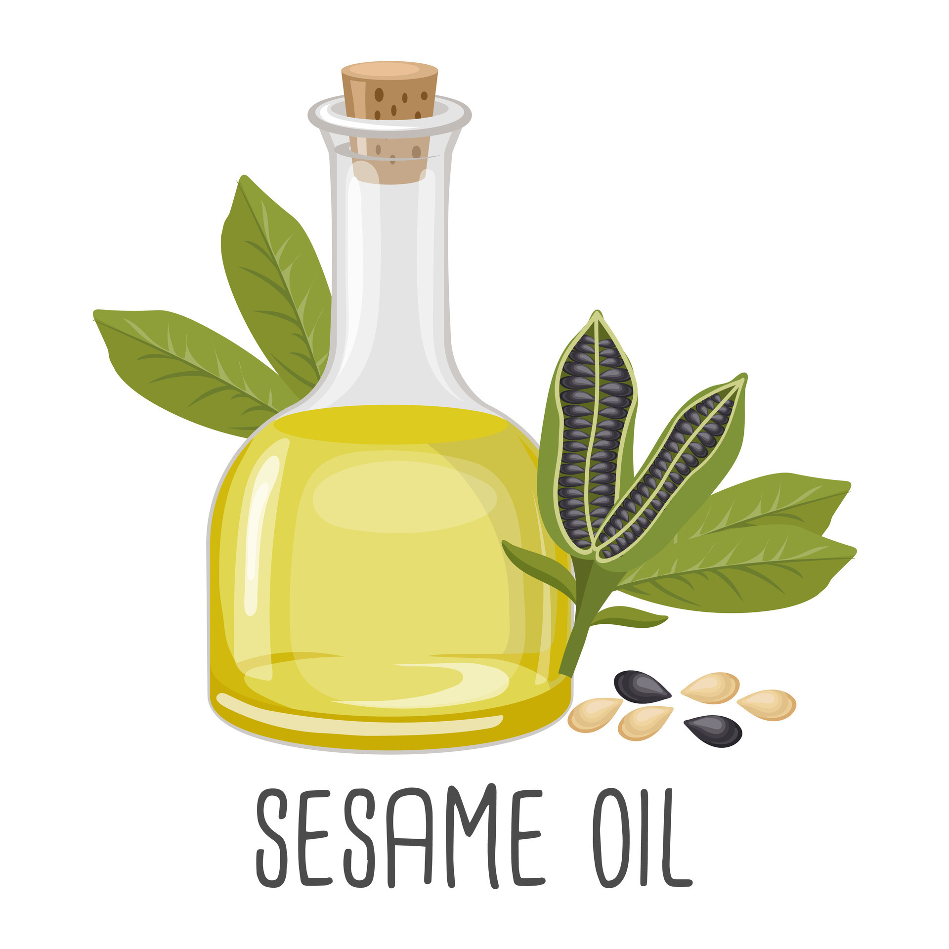 Sesame oil, seeds and sesame plant. Sesame seed oil. Food. Illustration