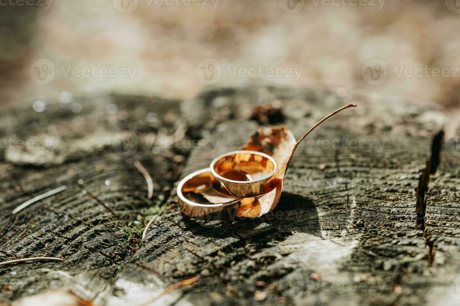 A pair of gold wedding rings on a tree bark or mushroom tree. Rustic wedding rings with a matte surface. Jewelry for nature lovers photo