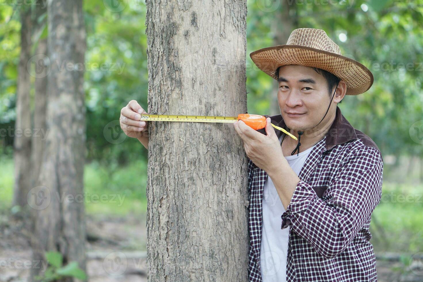 Asian man botainst use measuring tape to measure trunk of tree. Analysis and research about growth of tree. Concept , forest valuation. Conservation of environment. photo