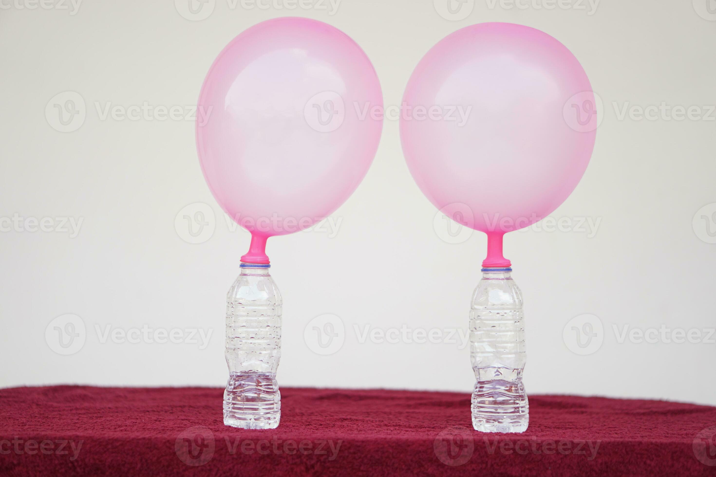 Two pink balloons on top of bottles. Concept, science experiment about