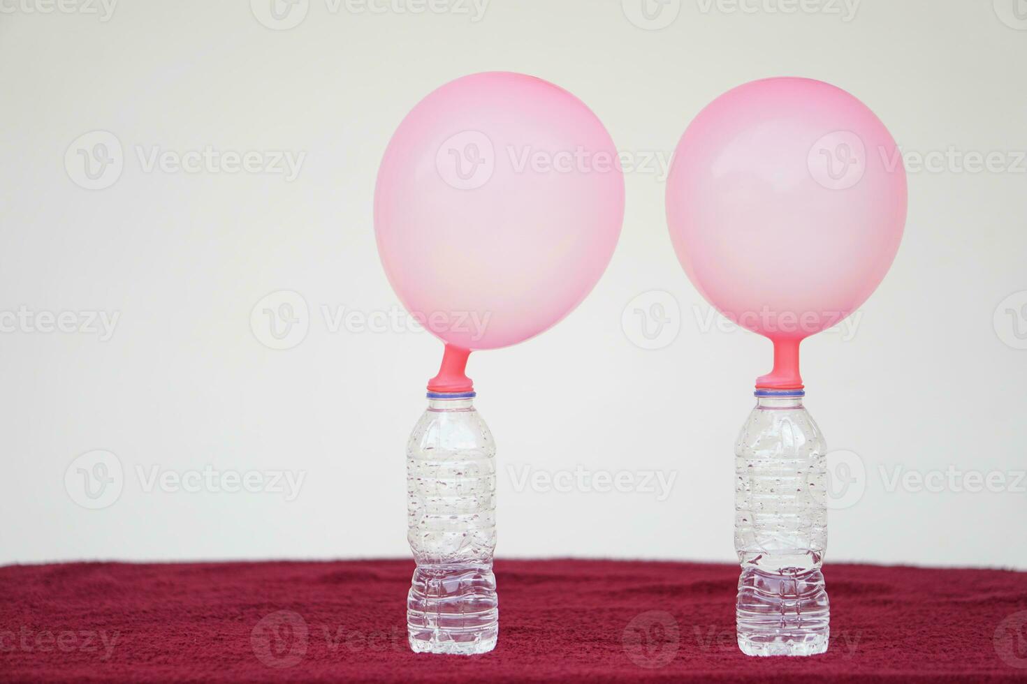 Two pink balloons on top of bottles. Concept, science experiment about reaction of chemical substance, vinegar and baking soda that cause balloon inflat. Last step of experiment photo