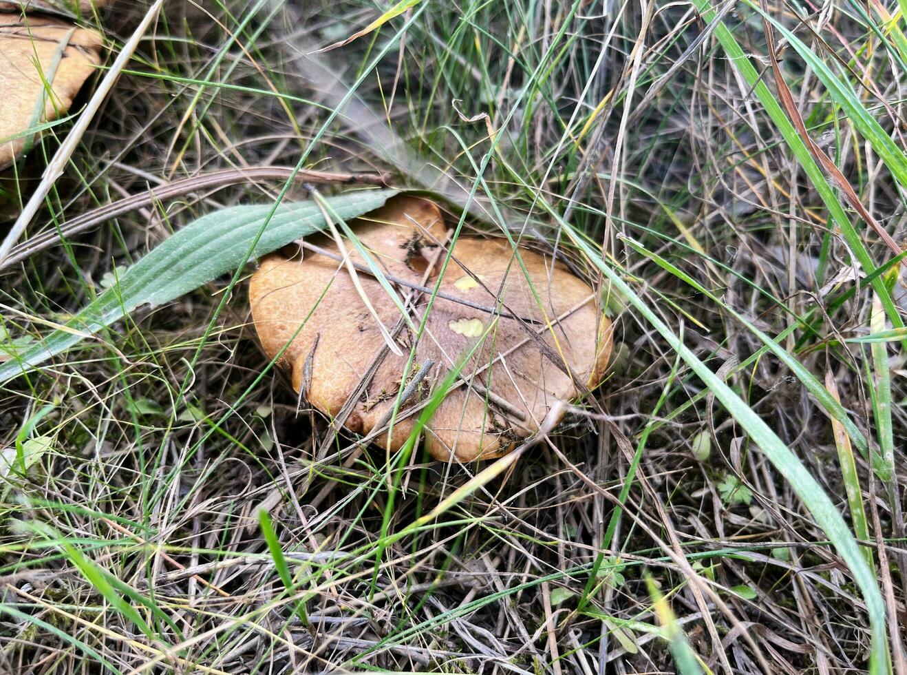 Boletus edible mushroom in autumn grass, seasonal natural background, forest mushrooms picking closeup, selective focus side view image photo