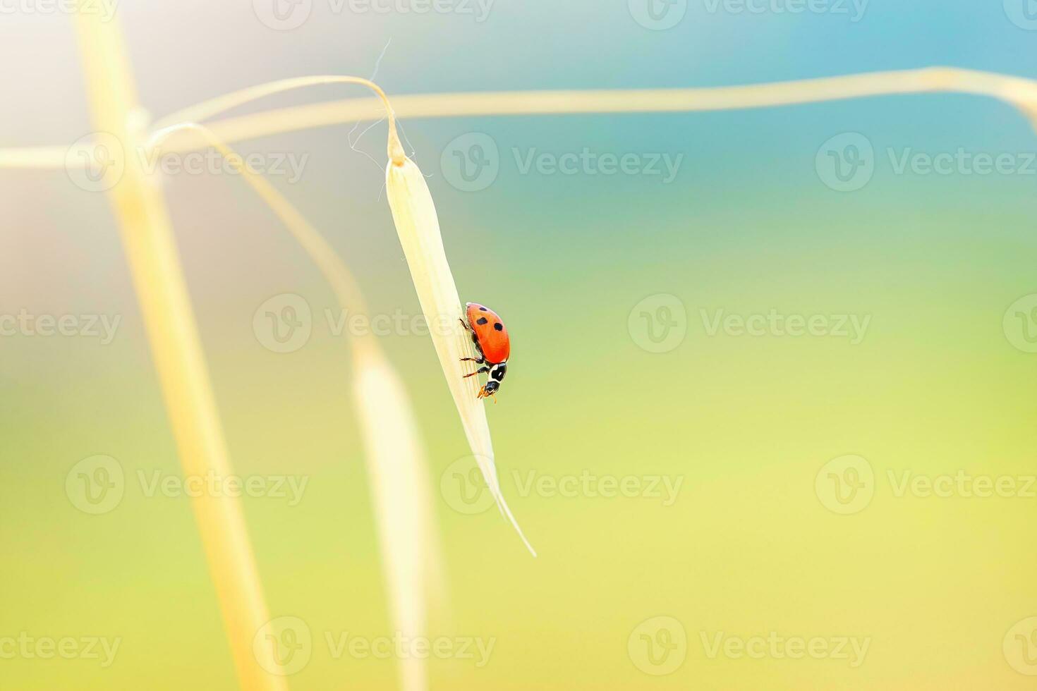 Lady beetle on the wheat stem photo