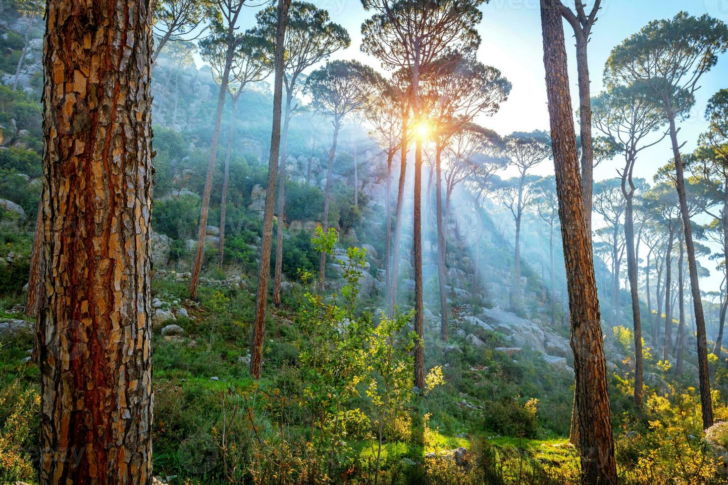 Beautiful pine forest photo