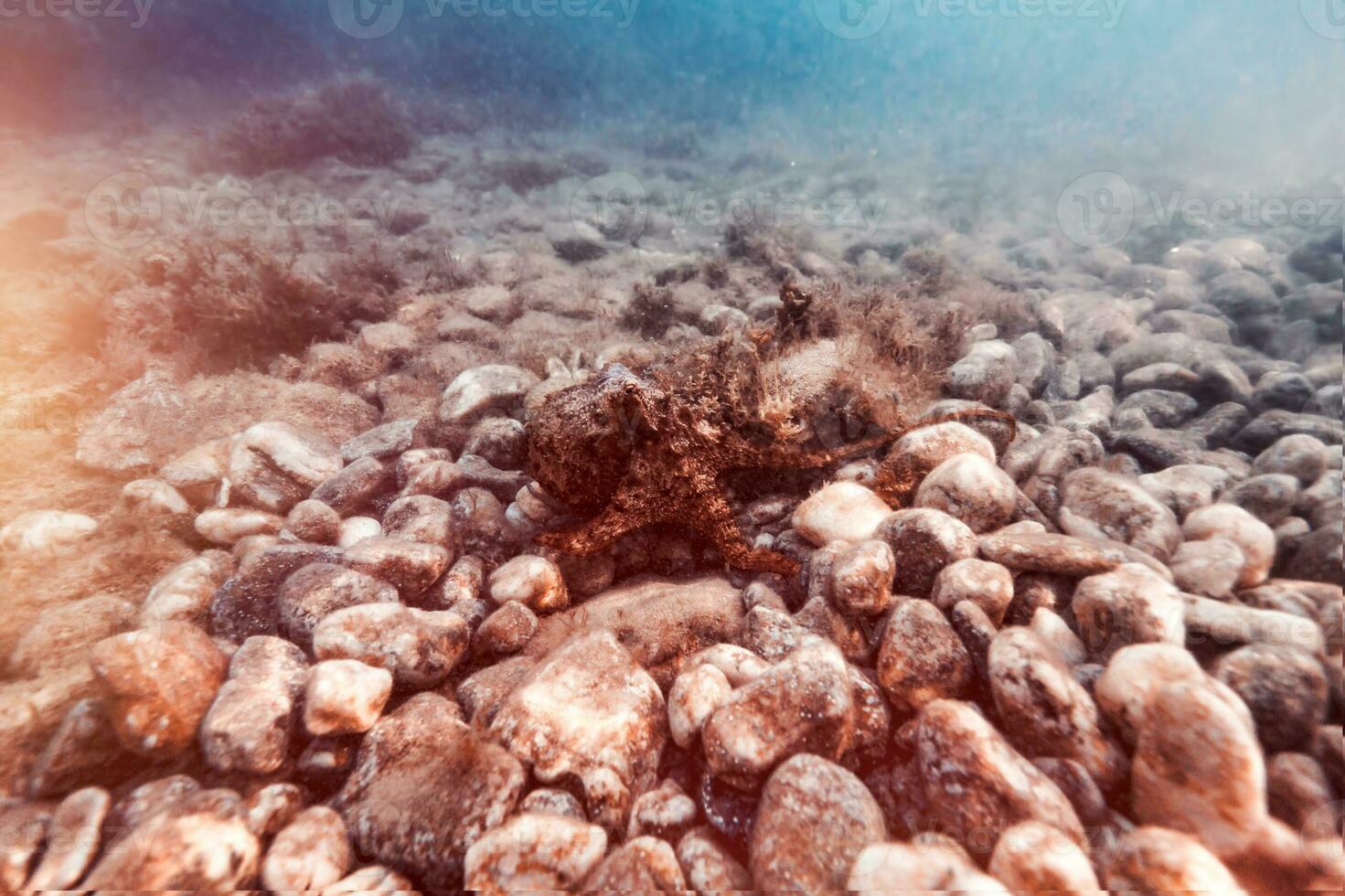 Starfish on the stony bottom photo