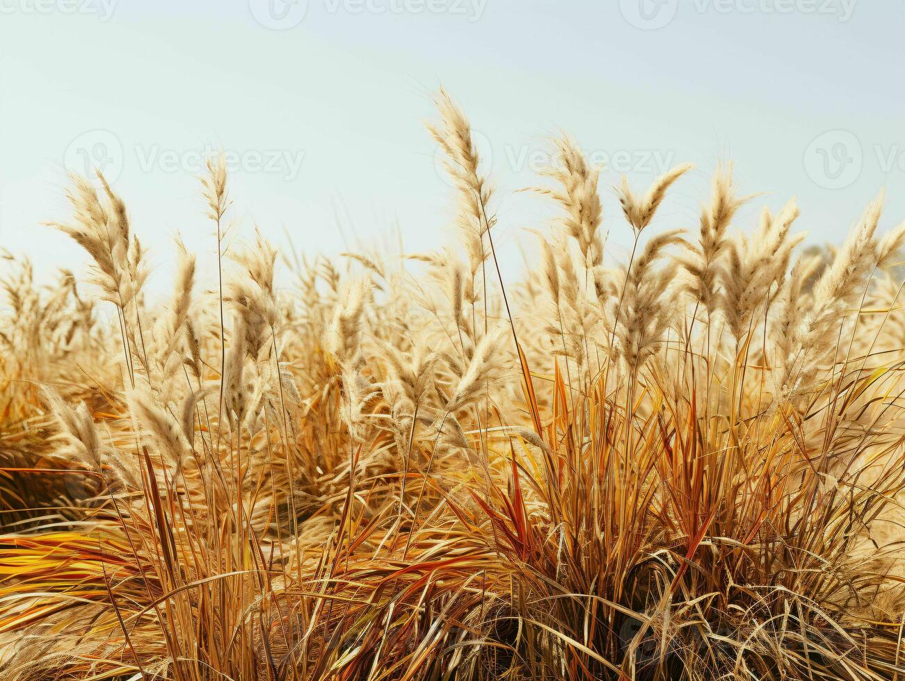 AI generated Prairies Grasses with Blue Sky View. Grass on Wild Field. Generative AI photo