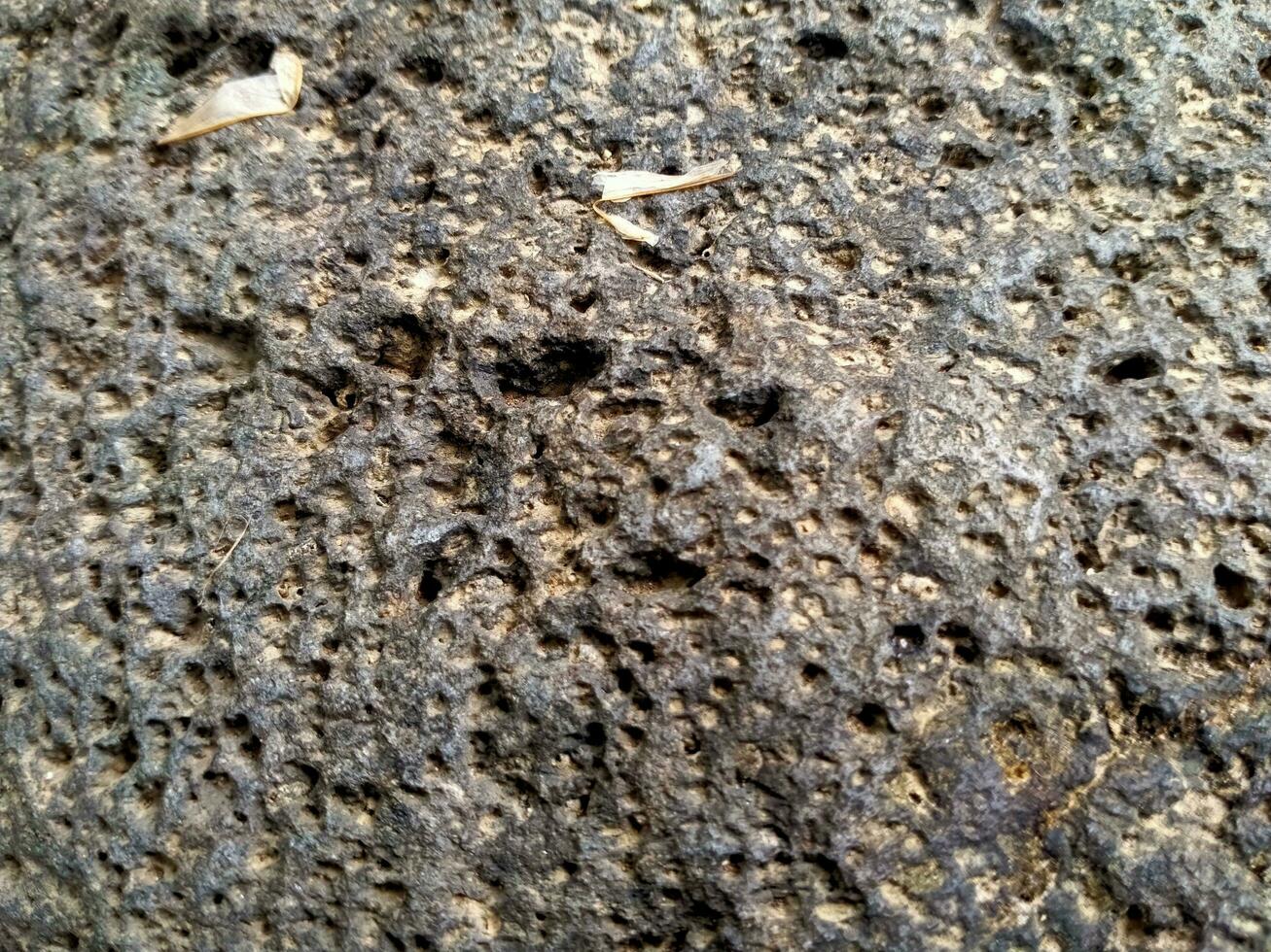 a close up of a rock with a hole in it photo