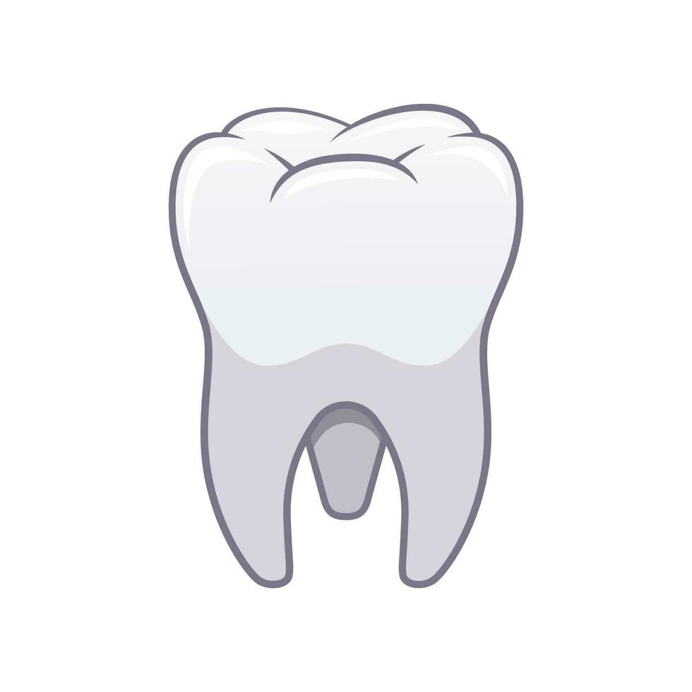 molar dientes vector aislado blanco antecedentes.