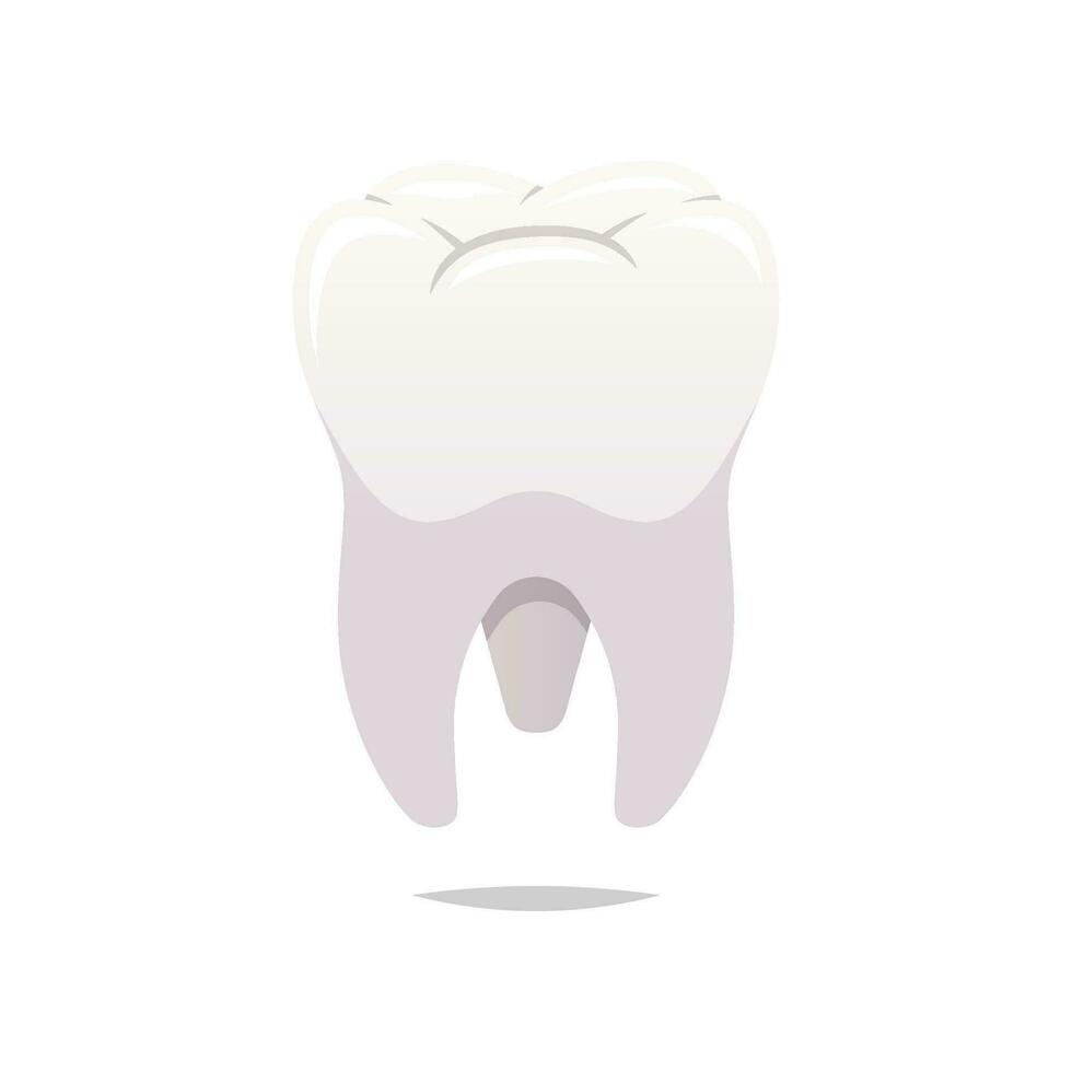 Molar teeth vector isolated white background.