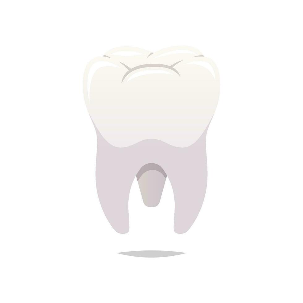 molar dientes vector aislado blanco antecedentes.