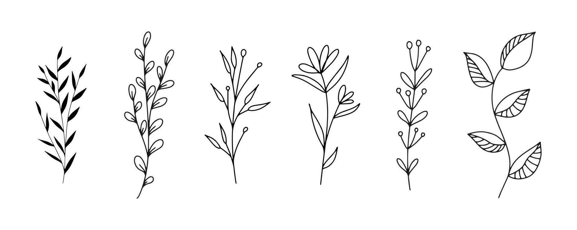 Set of botanical line art floral leaves, plants. Hand drawn sketch branches isolated on white background. Vector illustration