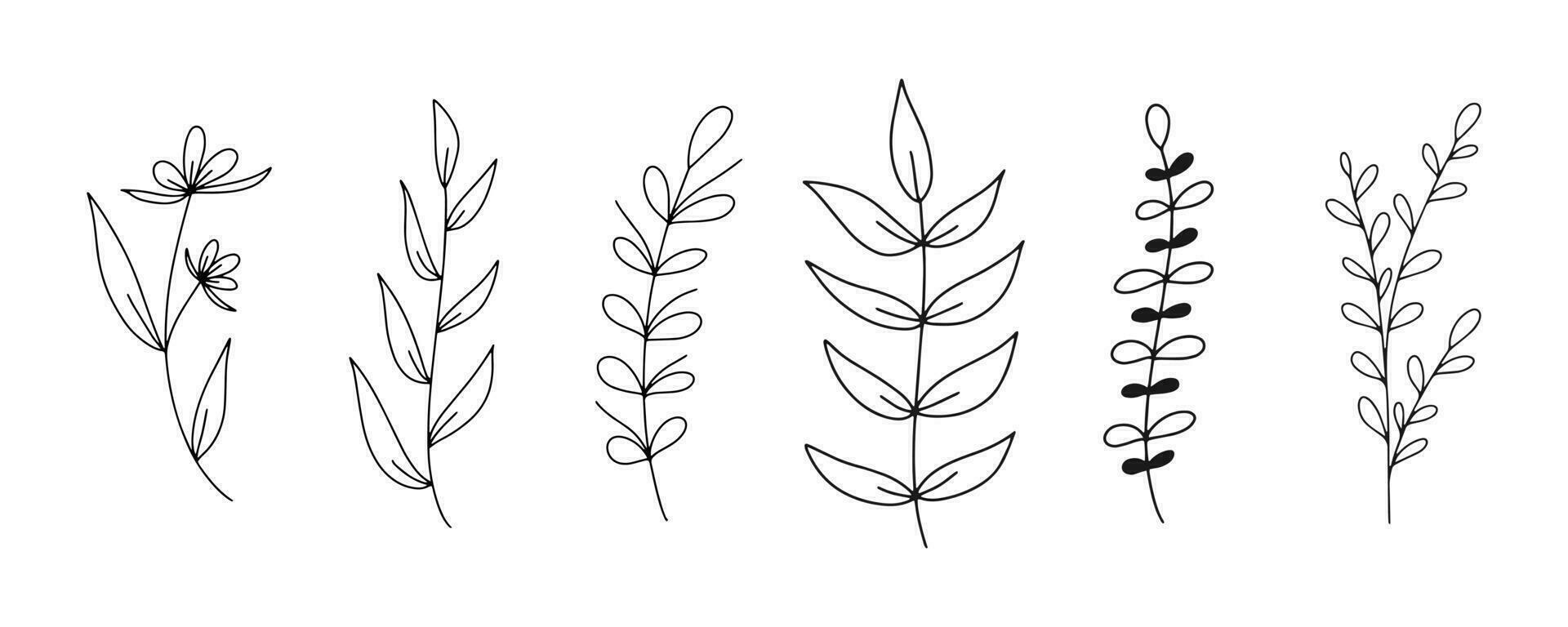 Set of botanical line art floral leaves, plants. Hand drawn sketch branches isolated on white background. Vector illustration