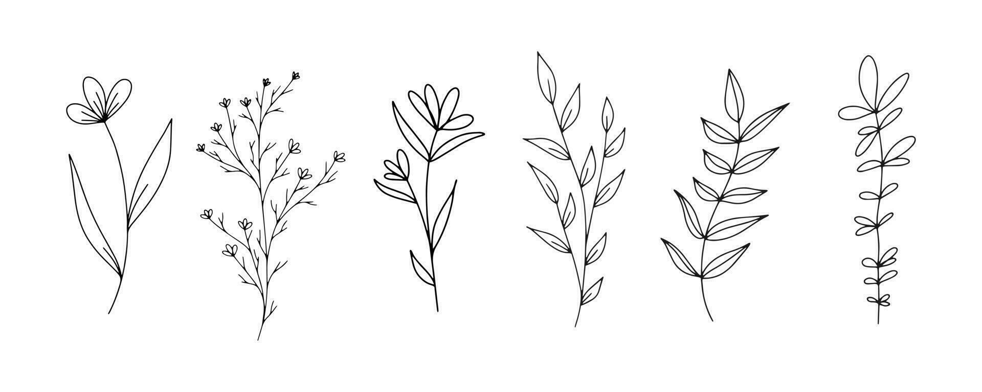 Set of botanical line art floral leaves, plants. Hand drawn sketch branches isolated on white background. Vector illustration