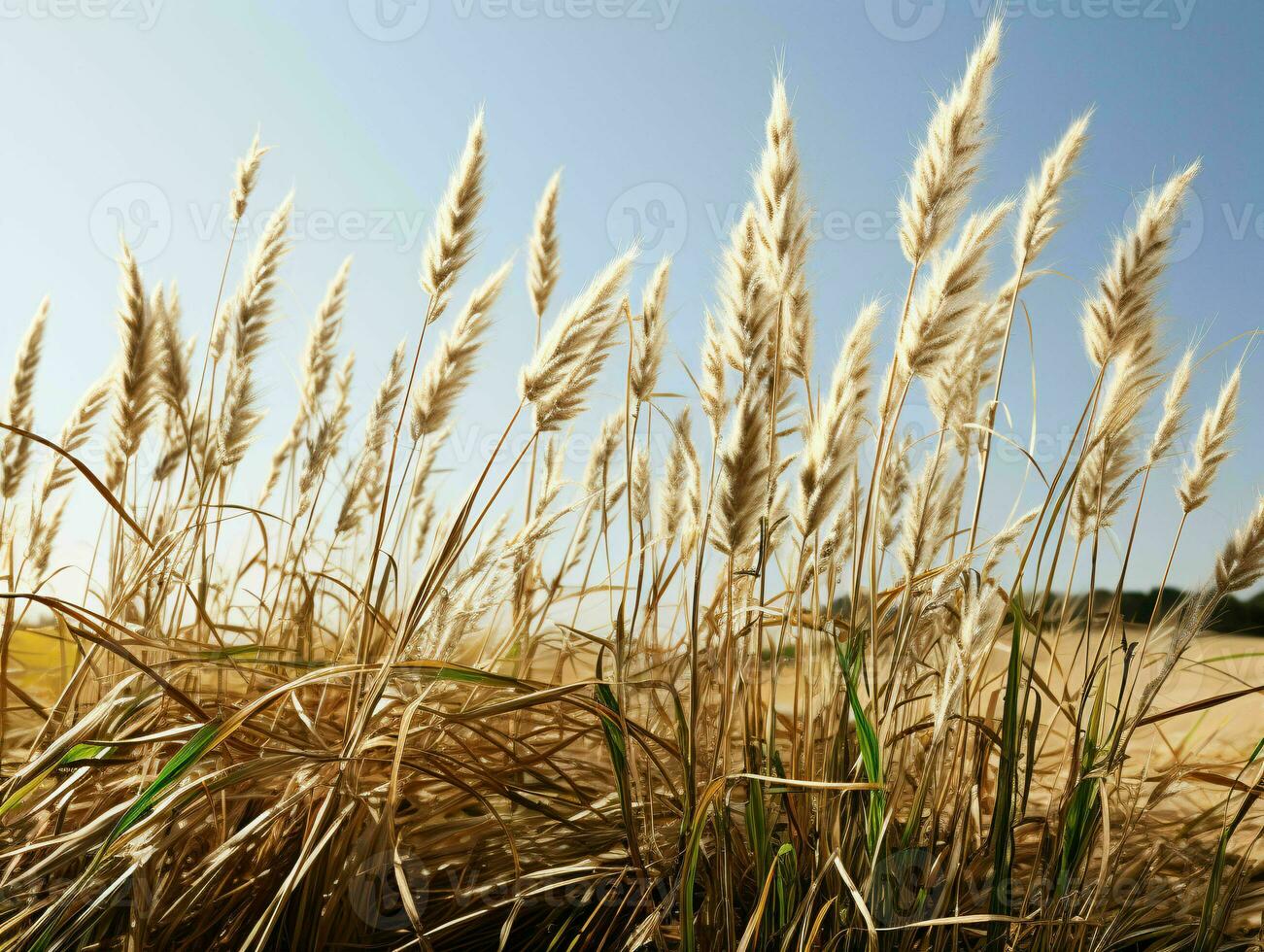 AI generated Prairies Grasses with Blue Sky View. Grass on Wild Field. Generative AI photo