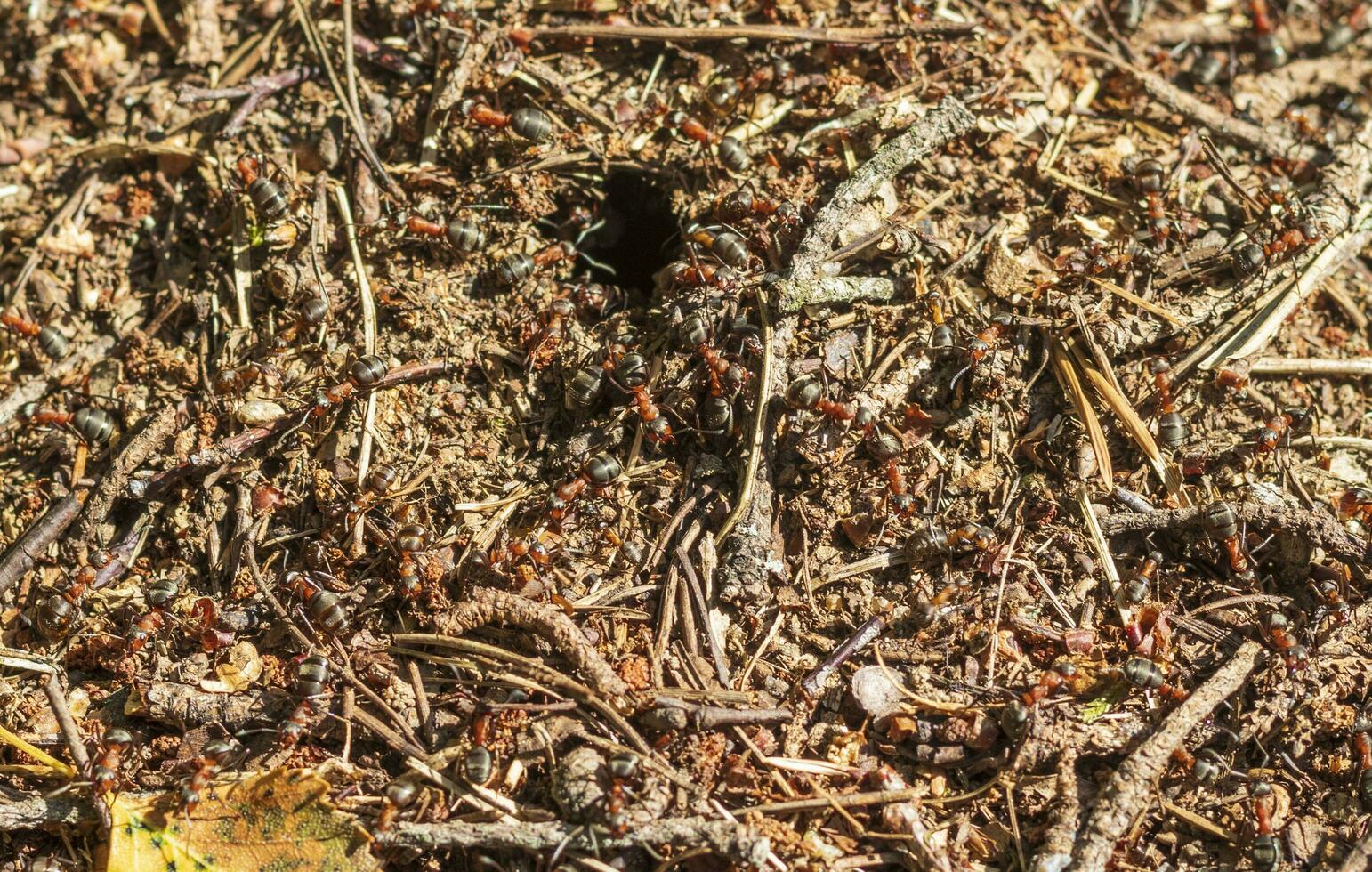 Close up shot of the anthill. Nature photo