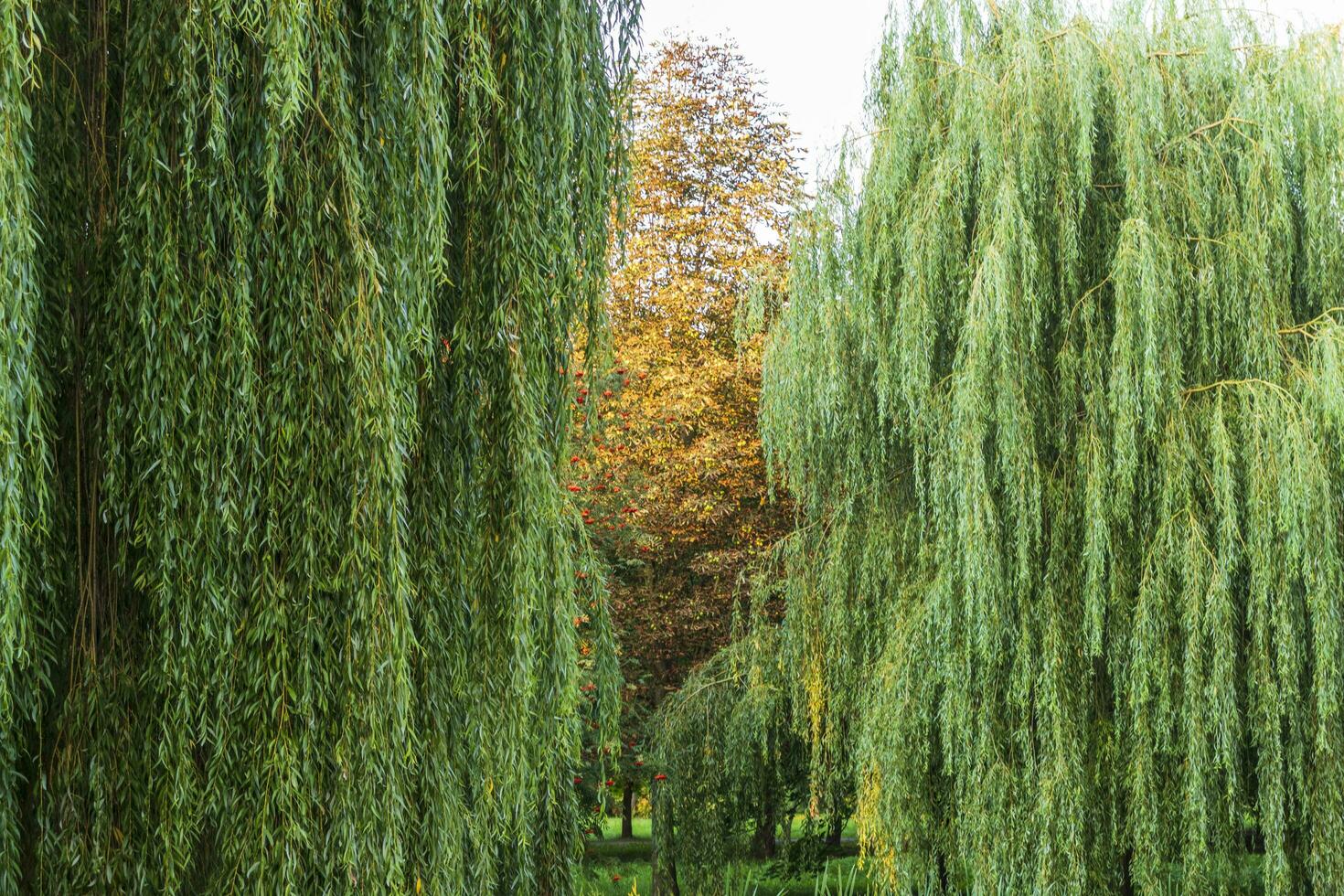 Landscape shot of the beautiful park. Outdoor photo