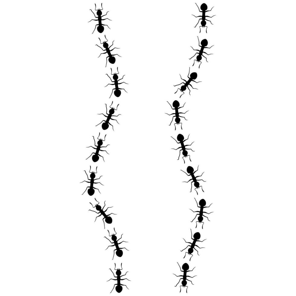 Vector ants walk in a row in two different directions. Ant colony silhouette on white background. Hard worker concept