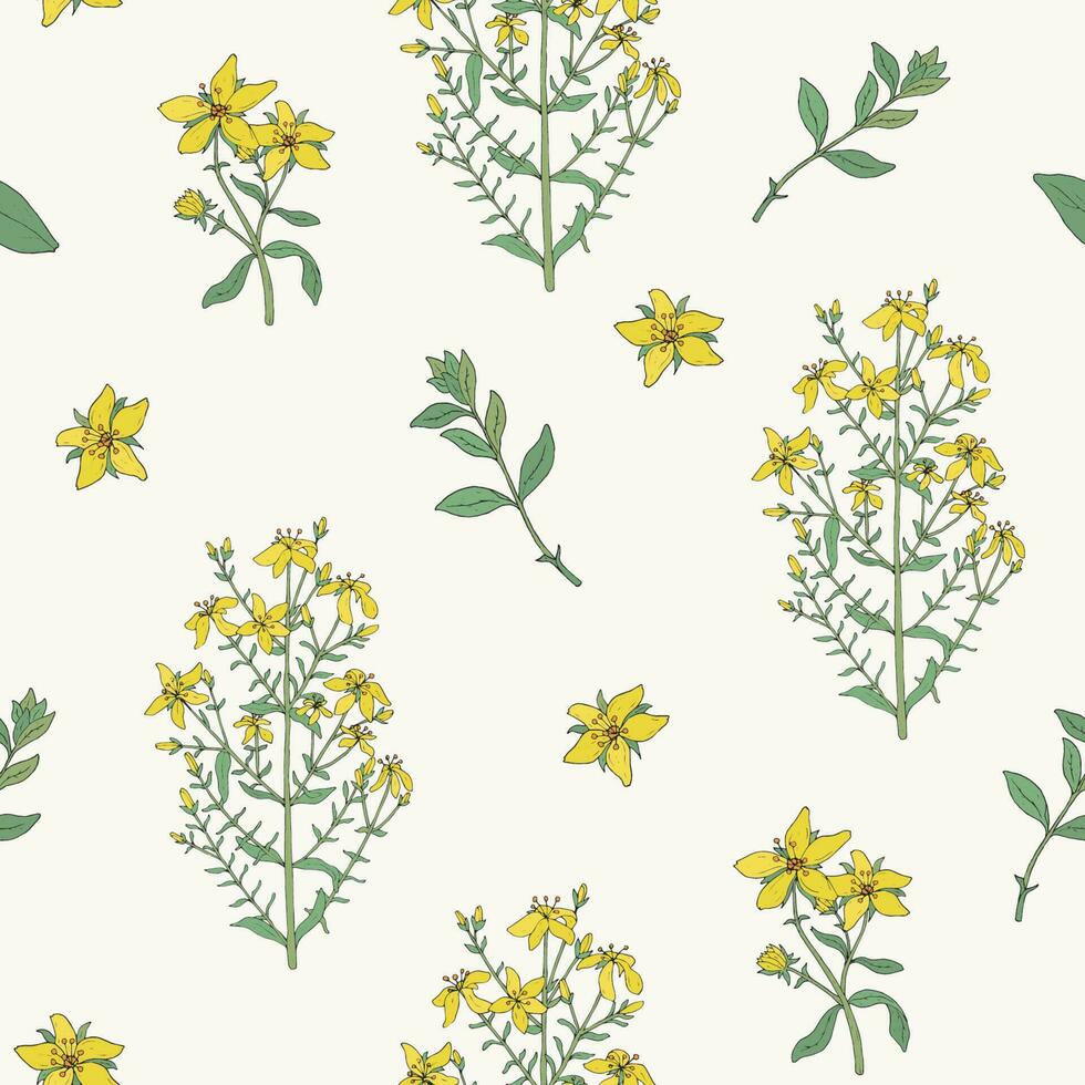 Seamless pattern with St. John's wort medical botanical blossom plant. hand drawn vector colorful texture.