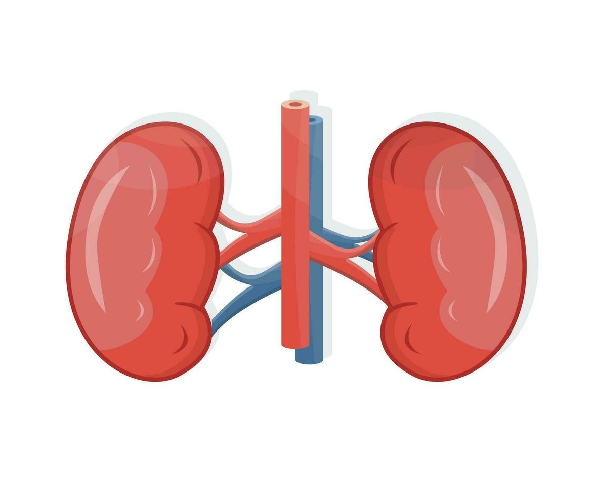 Human kidneys isolated. Anatomical model of organ. Renal. Healthy body part. Urinary system.  White background. Flat vector illustration.