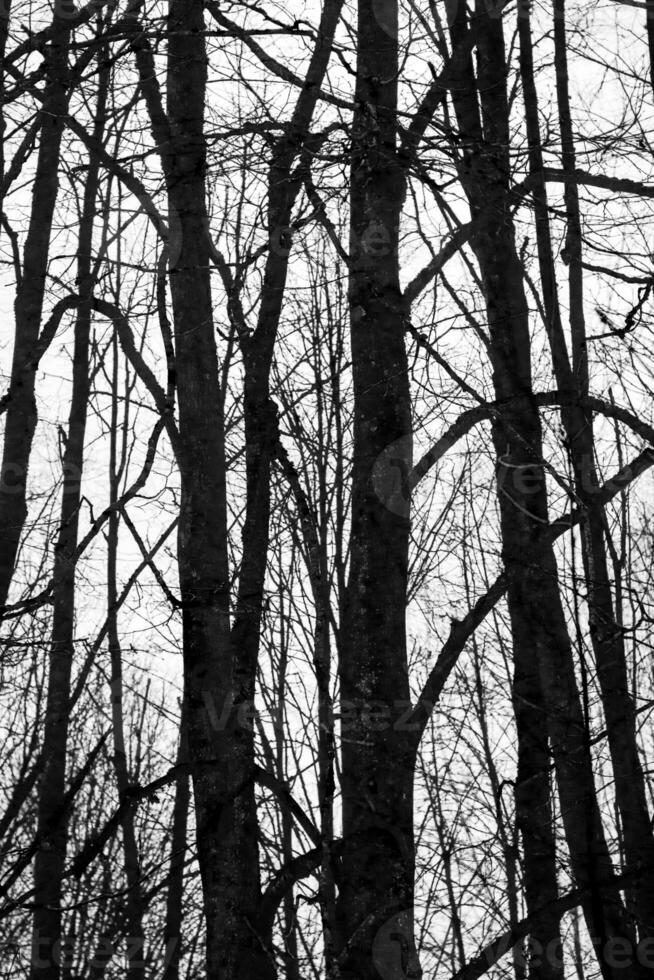 Close up shot of the trees in the forest. Nature photo