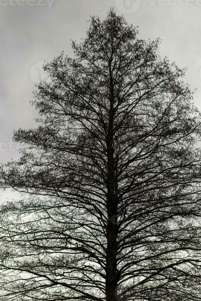 Close up shot of the trees in the forest. Nature photo