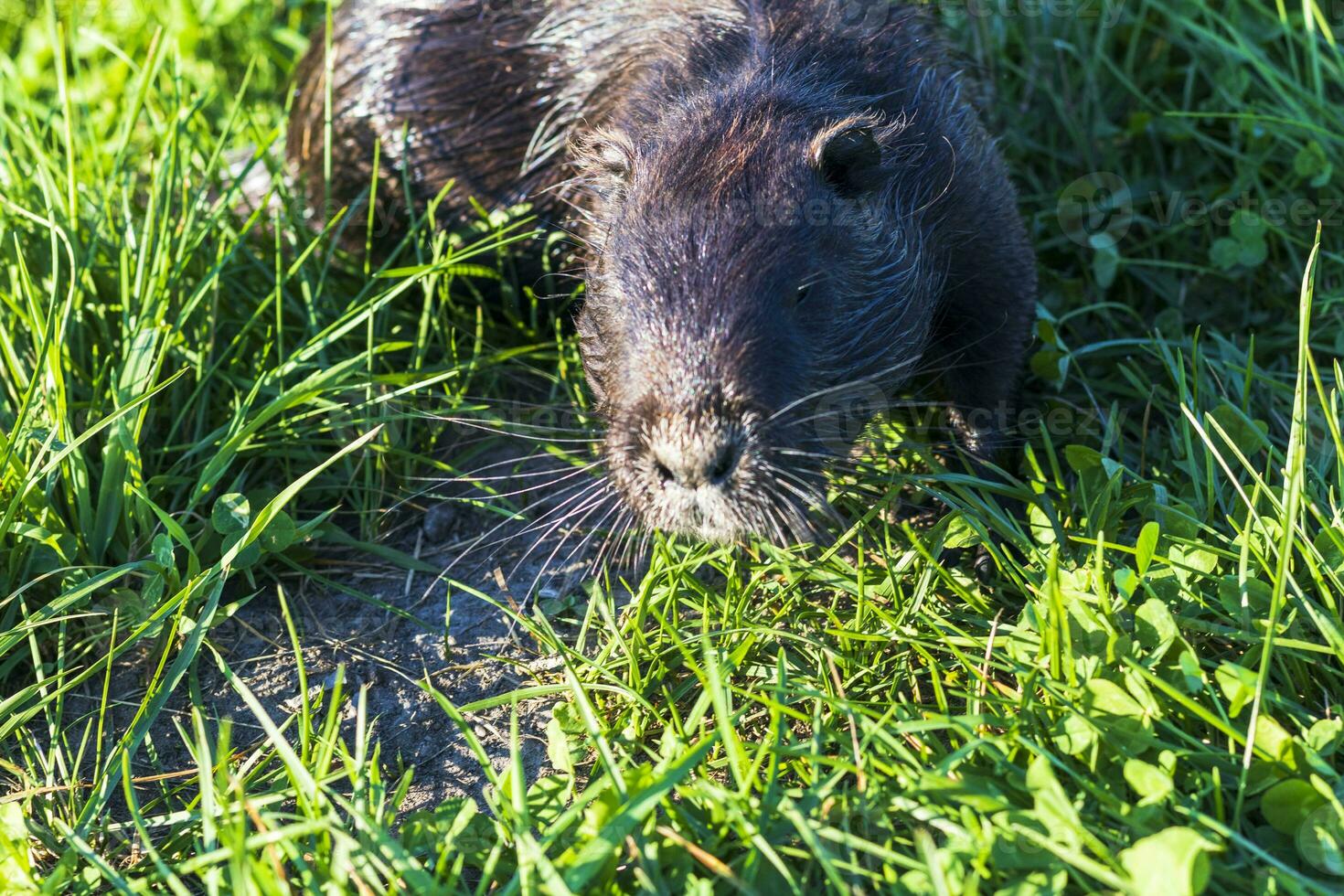 Shot of the muskrat by the bank of the river. Animal photo